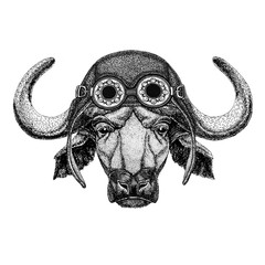 Buffalo, bull, ox wearing aviator hat Motorcycle hat with glasses for biker Illustration for motorcycle or aviator t-shirt with wild animal - obrazy, fototapety, plakaty