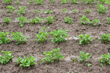 Green Field With Organic Sprouts Sitting In Beds, Rainy Clouds On The Sky Green potato plants. Leaf of vegetable. Organic food agriculture in garden, field or farm. Rural nature in summer.