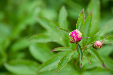 Blooming red peonies flowers in spring. Happy Mothers Day. Greetings card.