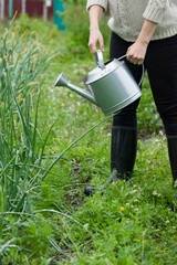 Closeup of woman's hands holding metal watering can and watering plants in the garden. Growing organic onions. Gardener working outdoors.