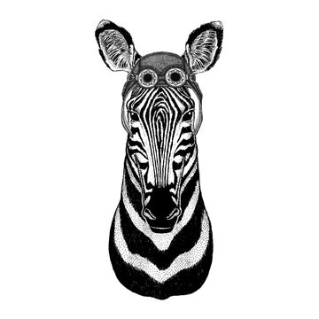 Zebra Horse wearing aviator hat Motorcycle hat with glasses for biker Illustration for motorcycle or aviator t-shirt with wild animal