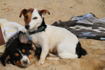 Calin de chiens à la plage