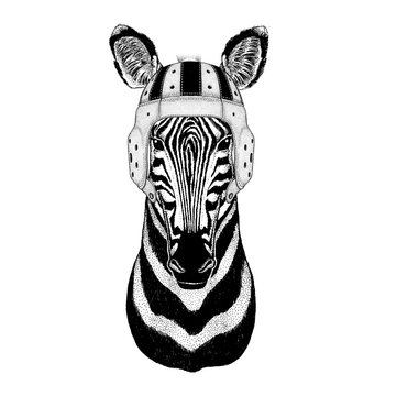 Zebra Horse Wild animal wearing rugby helmet Sport illustration