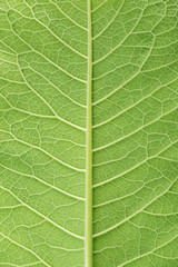 leaf of fluffy cover texture, plant elecampane, inula helenium, background