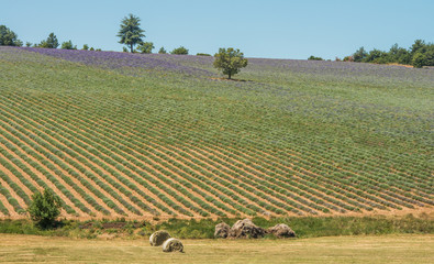 Purple blooming lavender fields in Provence, France during summer