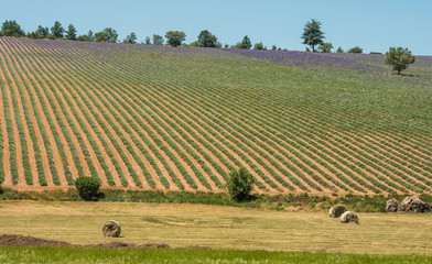 Purple blooming lavender fields in Provence, France during summer
