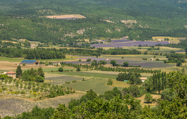 Fototapeta na wymiar Purple blooming lavender fields in Provence, France during summer