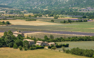 Obraz premium Purple blooming lavender fields in Provence, France during summer
