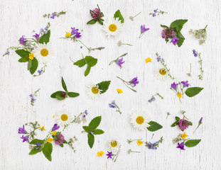 Top view on beautiful wild flowers on white wooden background. Summer flowers, leaves and petals. Clover, daisy, bell-flowers, forget-me-not