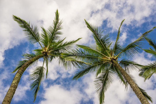 Trimmed Coconut Trees on a Sunny Hawaiian Day