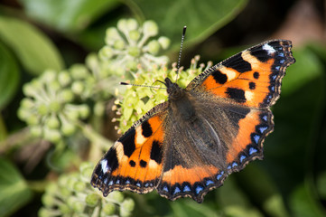 Small tortoiseshell butterfly on ivy flowers