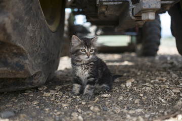Farm Kitten