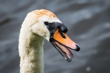 Swan with its mouth open showing its tongue