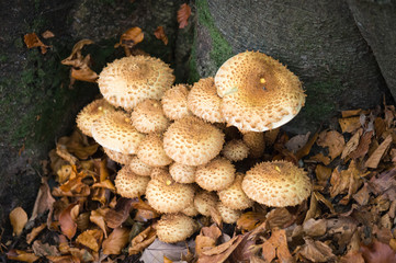 Toadstool clump at the base of a tree