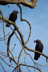 Two jackdaws with one presenting a twig to the other