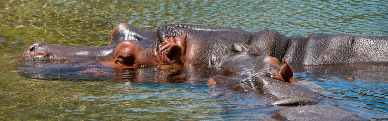 Fototapeta premium Hippopotamus