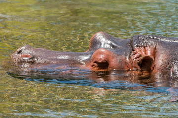 Obraz premium Hippopotamus