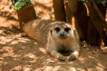 Fototapeta premium Meerkat