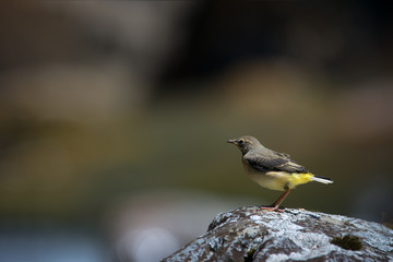 Young Wagtail