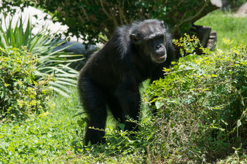 Chimpanzee