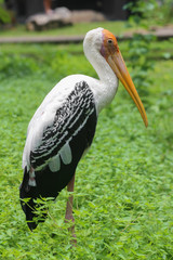 White stork (Ciconia ciconia)