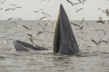 Fototapeta premium Bryde's whale, Eden's whale, Thailand.