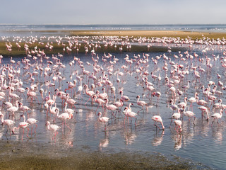 Naklejka premium Group of flamingos on Walvis Bay Lagoon.