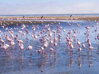 Group of flamingos on Walvis Bay Lagoon.