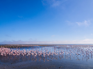 Group of flamingos on Walvis Bay Lagoon.