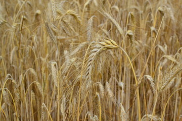 pszenżyto © robert6666