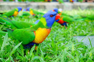 Loriquet coloré en Australie / Colored loriquet from Australia