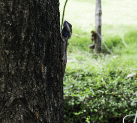 Chameleon hold on the tree for animal concept.