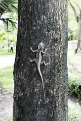 Chameleon hold on the tree for animal concept.