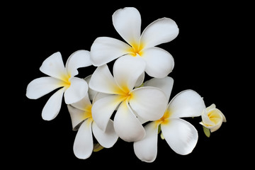 Fototapeta na wymiar White flower, Close up petal of white Plumeria flower or white flowers isolated use for web design and flower background