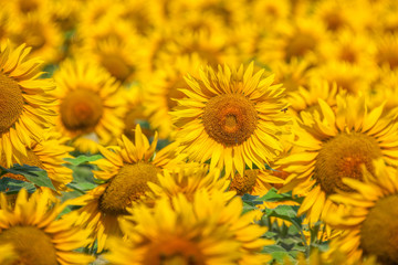 Obraz premium Provence with field of blooming sunflowers in France