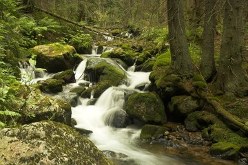 Forest Stream