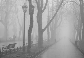 Alley with benches and trees in the fog