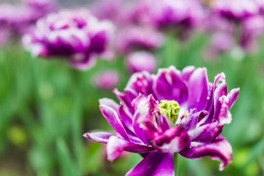 Macro closeup of open wet purple tulip flower with rain water drops - Powered by Adobe