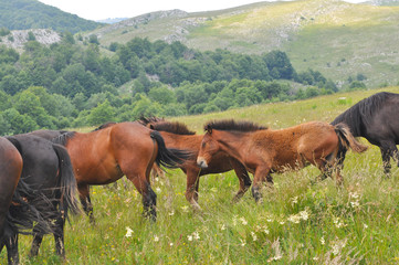 The herd of wild free horses grazing in the meadow in the mountains. Adult horses kept young cute...