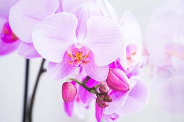 Fototapeta na wymiar Flowers. Orchids pink. White background