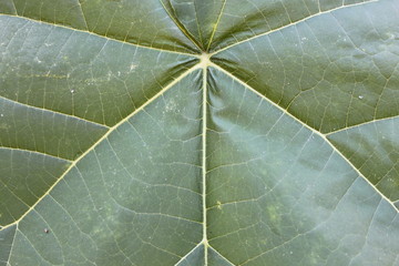 Leaf texture macro