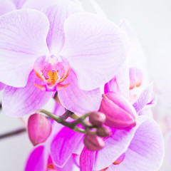 Fototapeta na wymiar Flowers. Orchids pink. White background