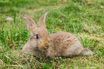 young grey rabbit