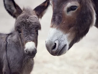 Foto op Plexiglas Baby ezel muilezel met zijn moeder © SunnyS
