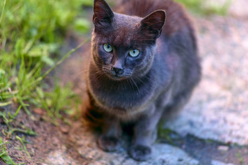 Gray wandering cat