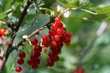 Ribes rubrum