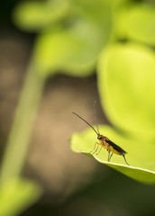 Genus zelus or assassin orange bug hanging on a leaf