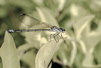 Shiny dragonfly on a leaf