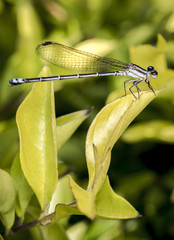Shiny dragonfly on a leaf