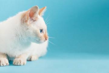 Thai cat on blue background. Profile view
